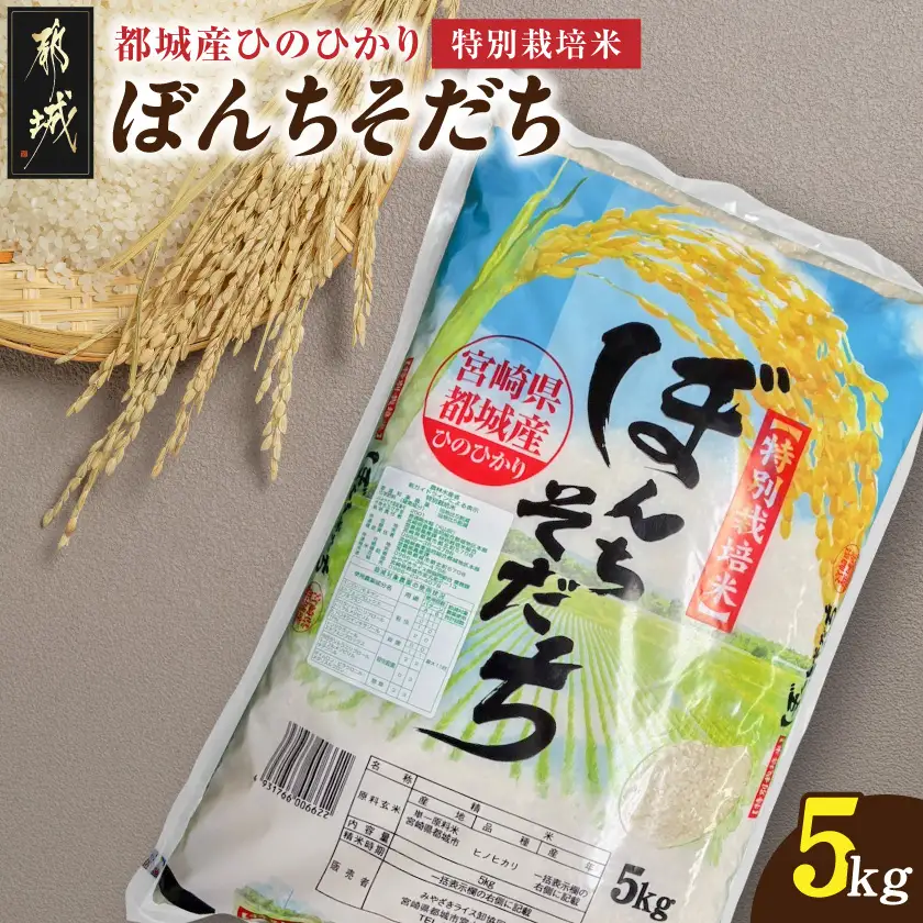 都城産ひのひかり特別栽培米「ぼんちそだち」5kg(5kg×1袋)〔12-N5-001-5kg〕_(都城市) 都城産 お米 5kg 5kg×1 ひのひかり ぼんちそだち