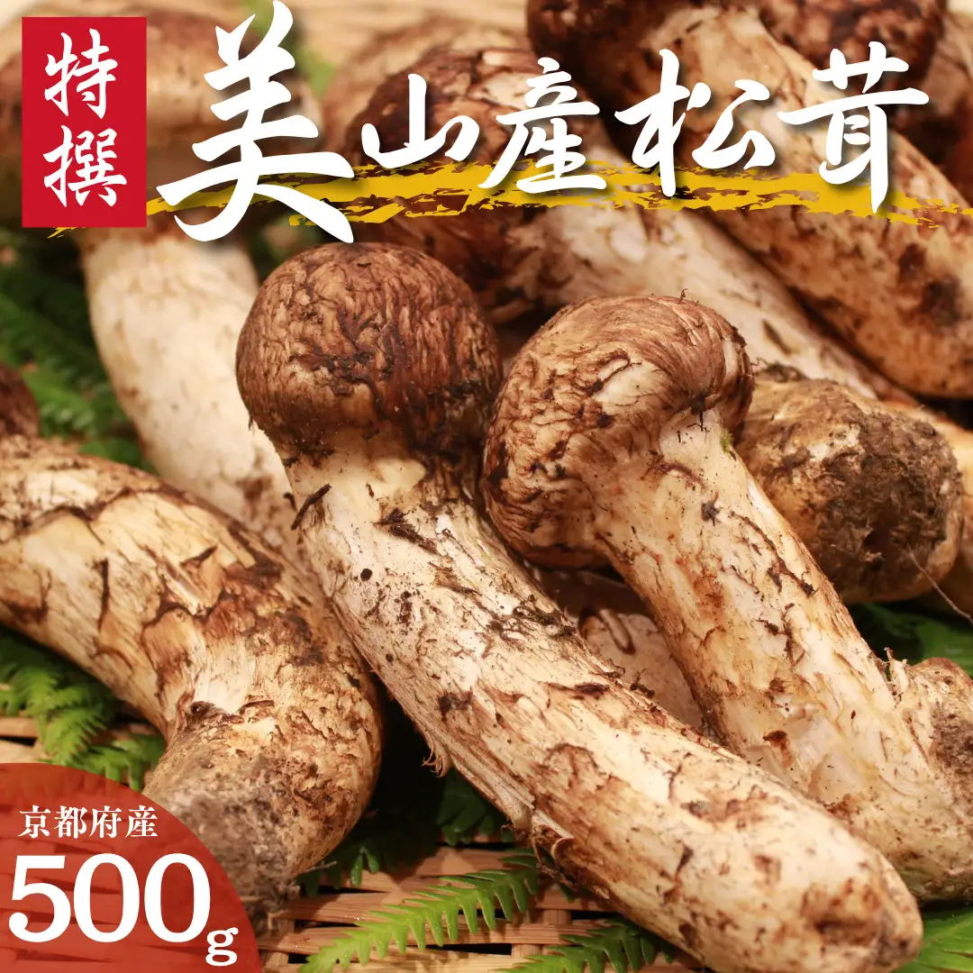 松茸 数量限定 京都 丹波産 天然 松茸