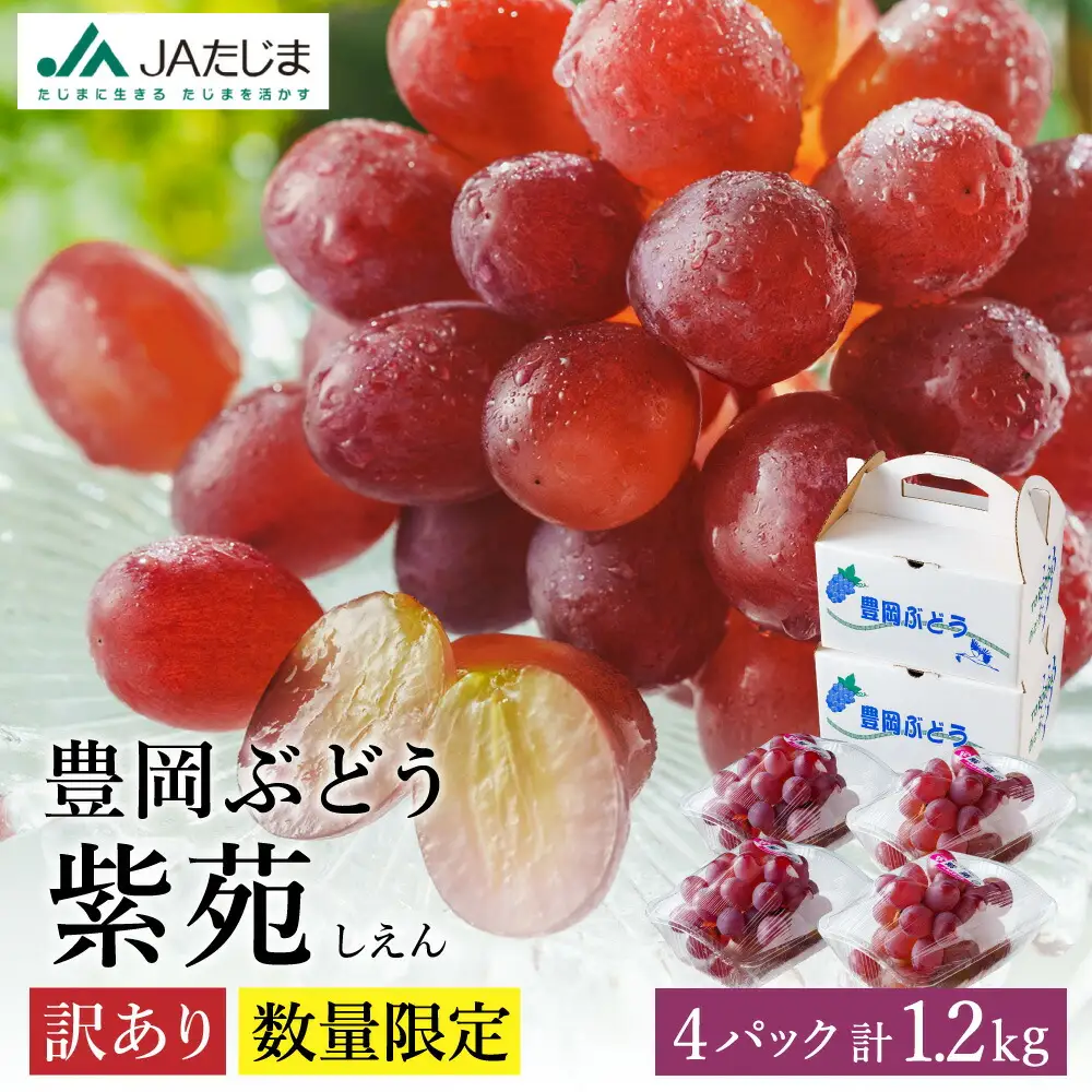 【2026年先行予約】数量限定 訳あり 豊岡ぶどう「紫苑」 約300g×4パック／ 紫苑  しえん ブドウ 葡萄 訳ありぶどう 大粒 強い甘み 爽やかな酸味 新鮮 果物 産地直送 くだもの フルーツ 上品 香り
