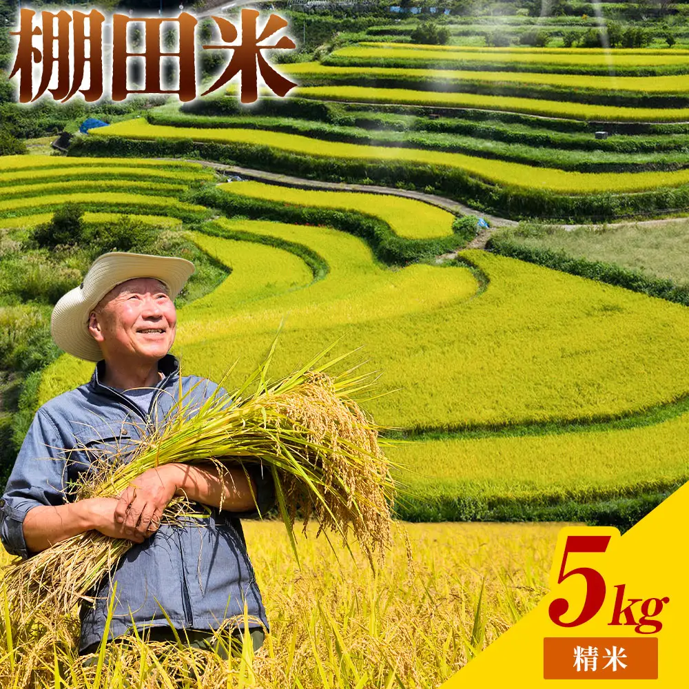 棚田米 精米 5kg 米