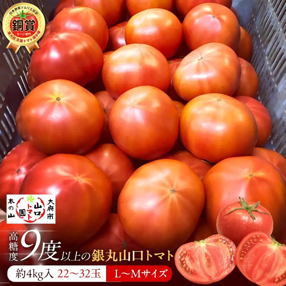 【先行予約 2027年2月～5月出荷予定／限定50箱】全国トマト選手権銅賞受賞トマト『銀丸山口トマト』高糖度トマト　L～Mサイズ