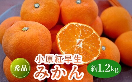 先行予約 小原紅早生みかん 約1.2kg みかん