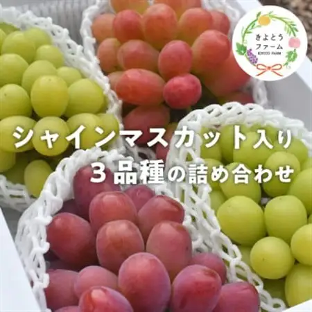 【2026年発送】ぶどう3品種詰合せ(シャインマスカット入)3-5房/計2.4kg～(岡山県産)【配送不可地域：離島・北海道・沖縄県】【1678569】