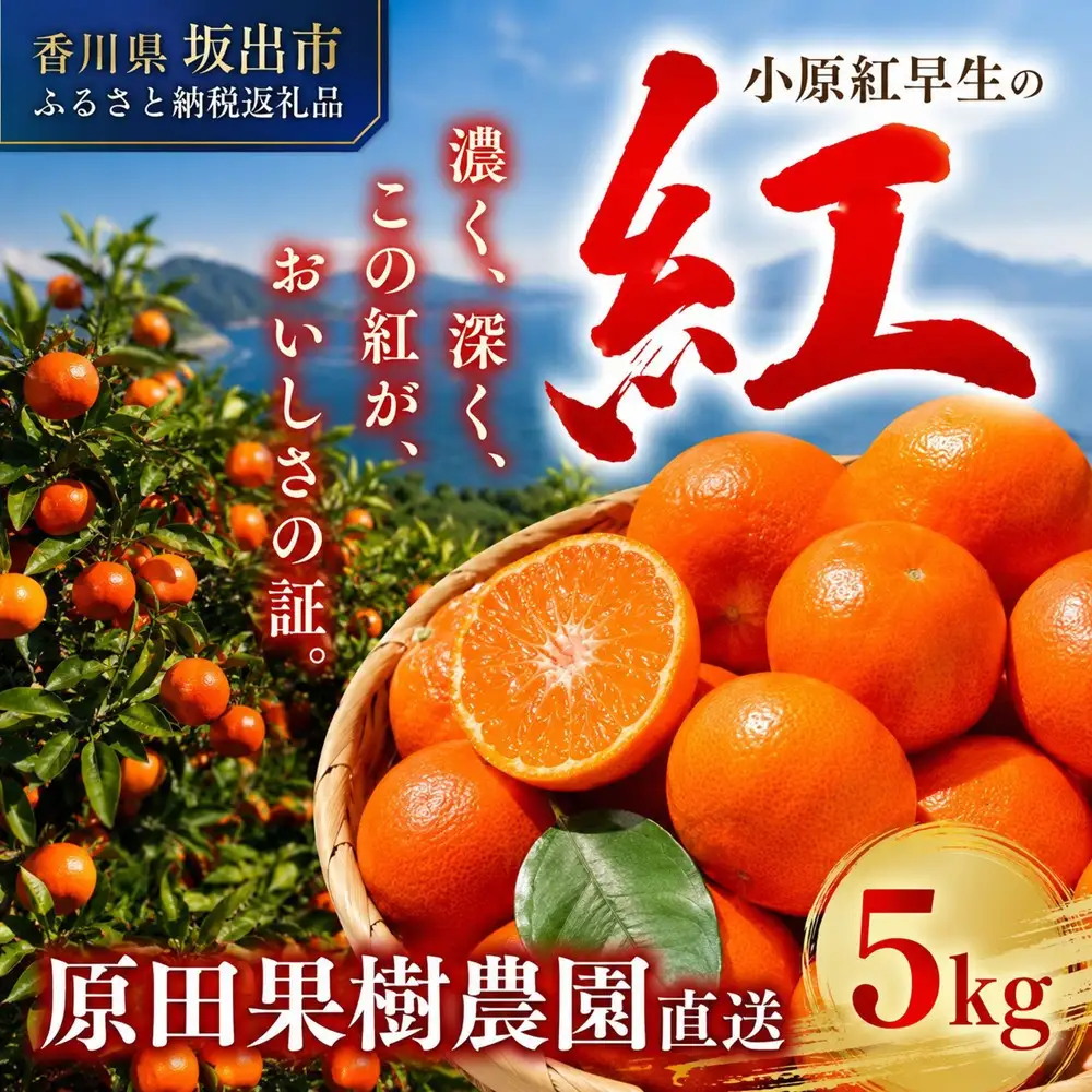 原田果樹農園直送！ 小原紅早生みかん 約5kg（S~Mサイズ混合）数量限定