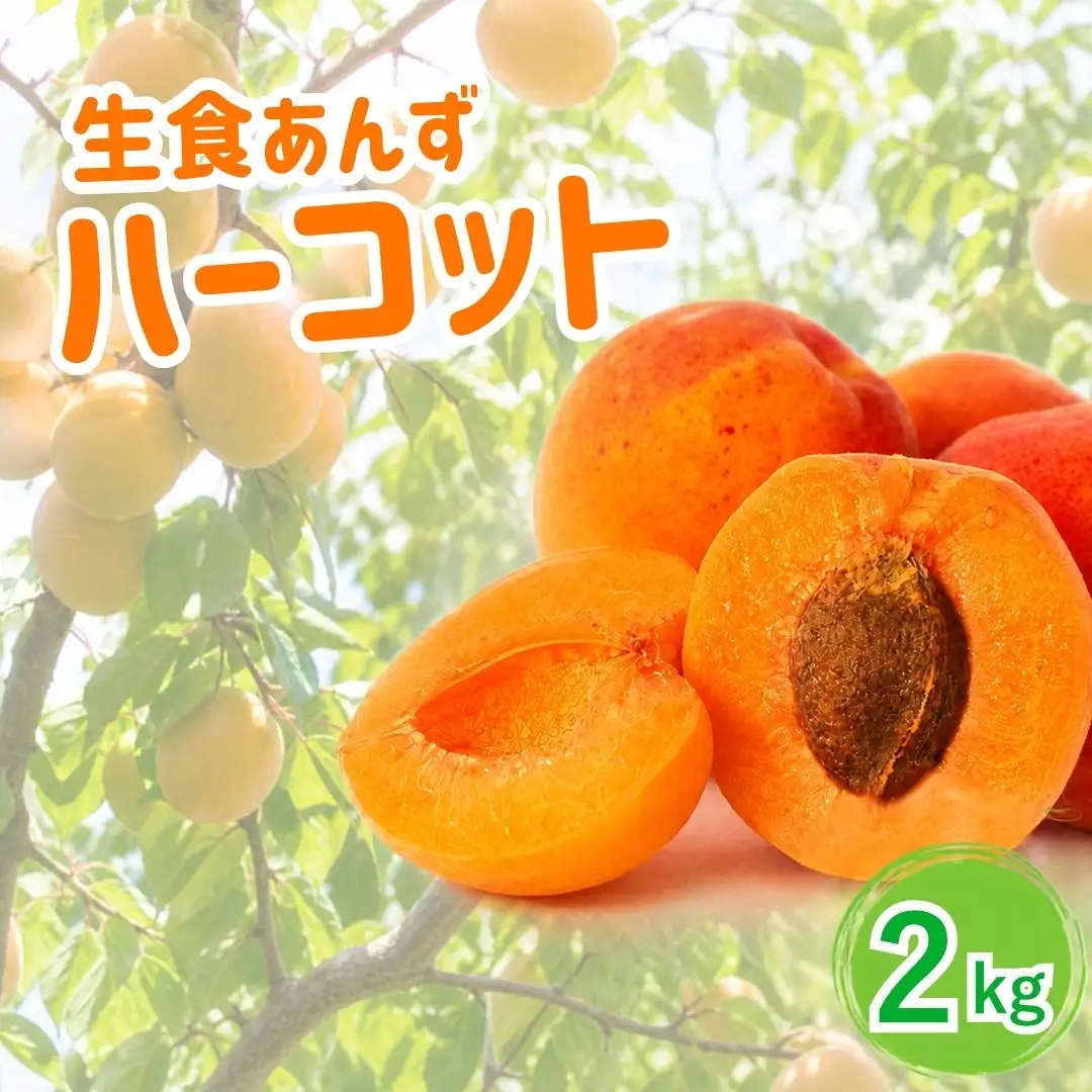 【2027年先行予約】あんず ハーコット(生食/皮ごとOK) 約2kg | あんず