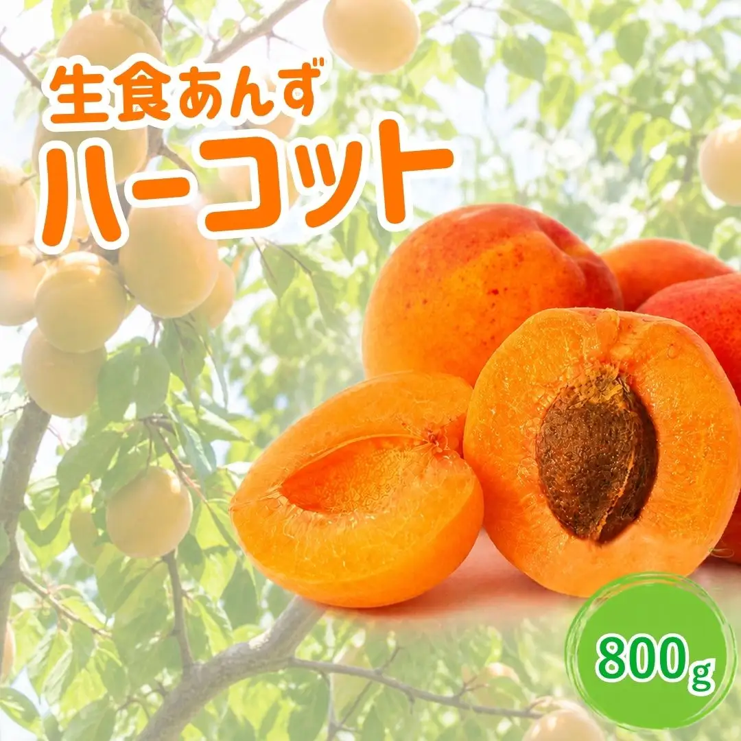 【2027年先行予約】あんず ハーコット(生食/皮ごとOK)  約800g |あんず 生食用 千曲市産 長野県 信州