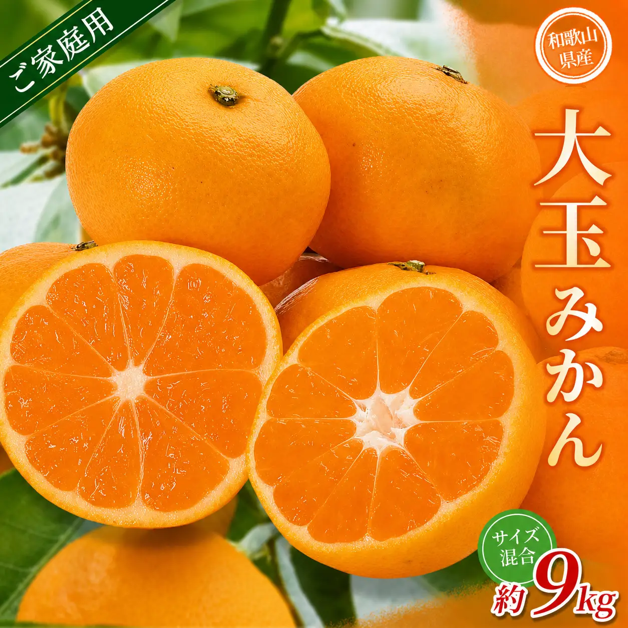 大玉みかん 約9kg 【家庭用】 森本農園の手選別 和歌山県産【BV-mrmt071】