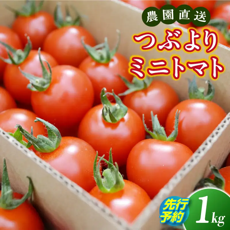 【先行予約】≪2027年1月より順次発送≫農園直送 つぶより ミニトマト 1kg入り