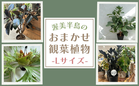 渥美半島のおまかせ観葉植物 Lサイズ 観葉植物 植物 グリーン インテリア インテリアグリーン 緑 おまかせ