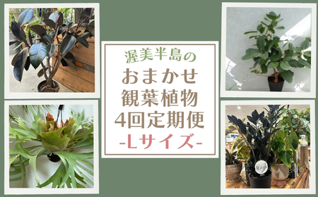 渥美半島のおまかせ観葉植物 Lサイズ 4回定期便　｜観葉植物 植物 グリーン インテリア インテリアグリーン 緑 おまかせ