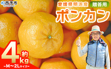 先行予約＜明浜産 ポンカン M～2Lサイズ 約4kg 贈答用＞ 果物 くだもの フルーツ 蜜柑 みかん ミカン 柑橘 贈答 ギフト ぽんかん 食べて応援 国産 愛媛県産 特産品 俵津農地ヘルパー組合 愛媛県 西予市【常温】『2026年1月から2月迄に順次出荷予定』 ATH0001
