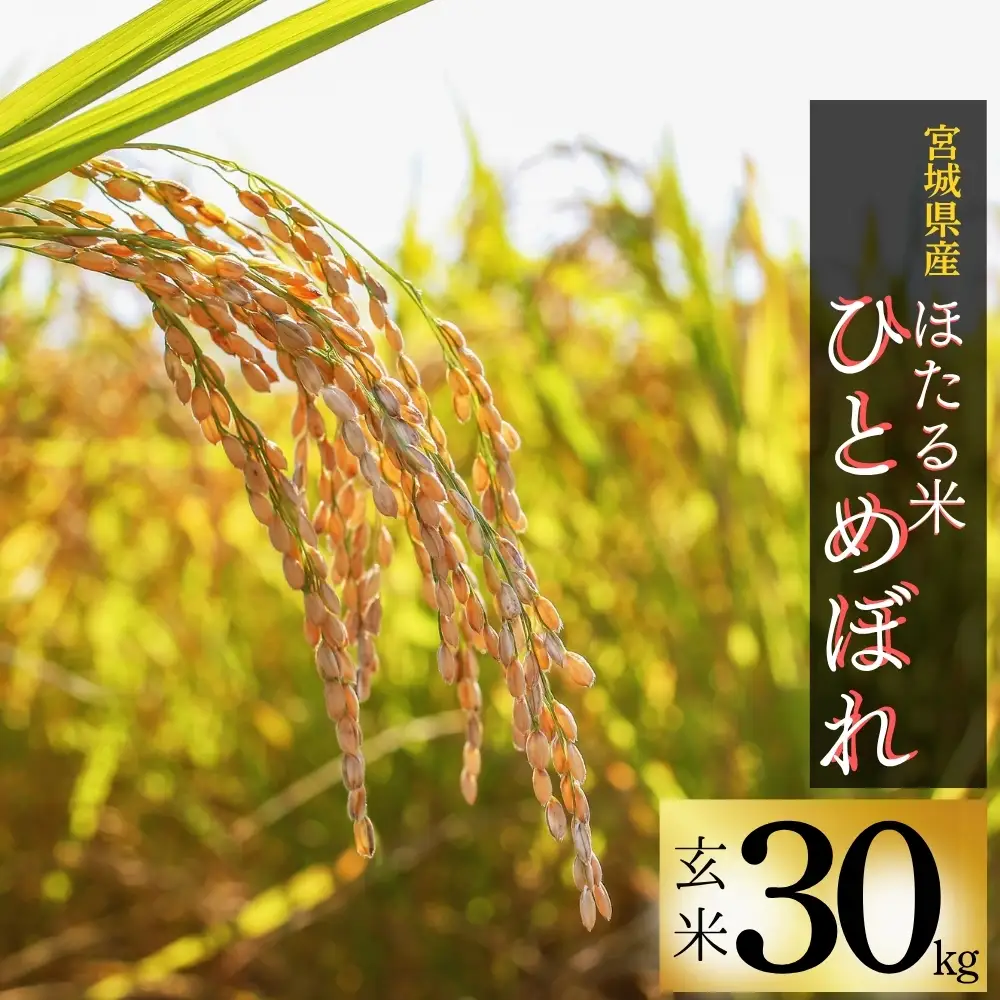 【先行予約】【令和8年産】【新米】【令和8年10月中旬～順次発送】ほたる米 ひとめぼれ 玄米 30kg 特別栽培米 宮城県産 お米 ごはん 米 朝ごはん こめ コメ オンラインワンストップ 対応 自治体マイページ 宮城県 みずほファーミング