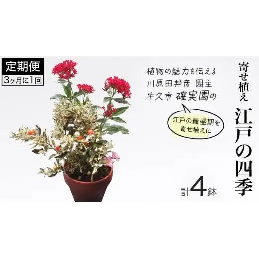 寄せ植え 江戸の四季 【 3ヶ月に1回お届け (全4回お届け) 】