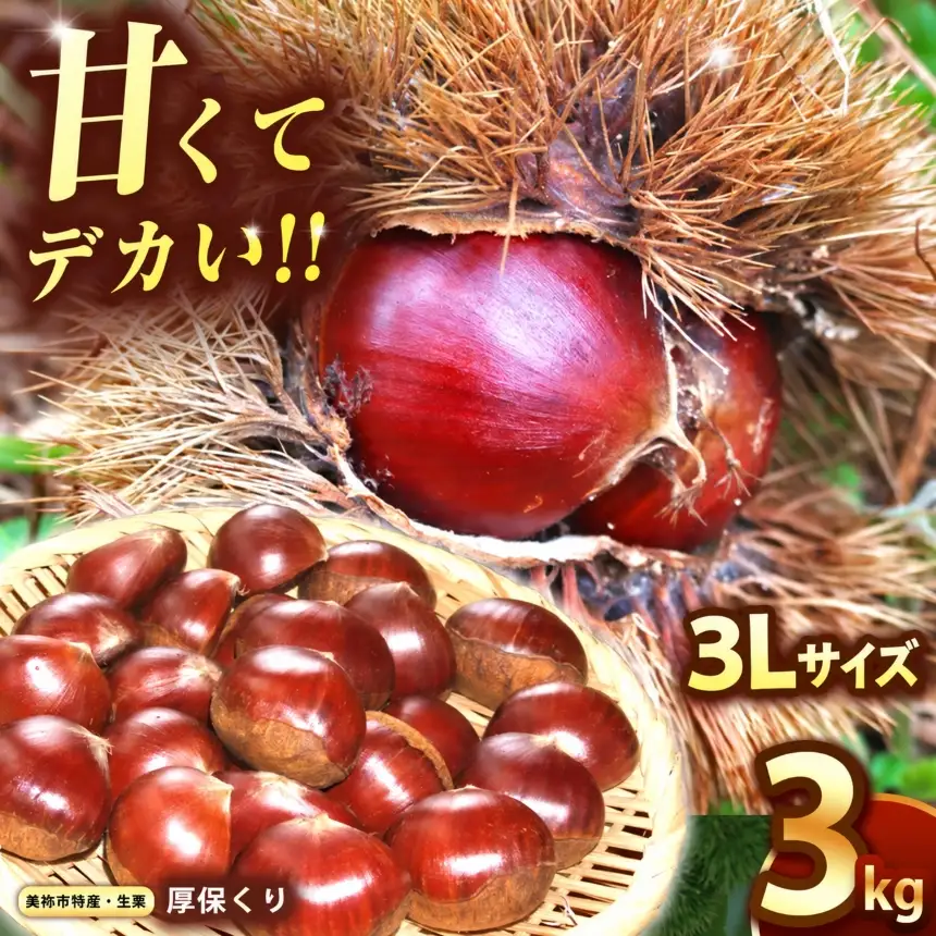 甘くて デカい ! 厚保くり 3Ｌサイズ ( 生栗 ) 約3kg 山口美祢産 ＜ 2026年11月中旬 発送予定＞