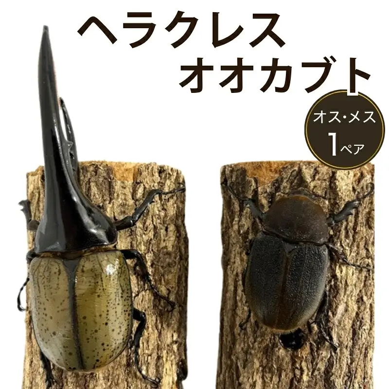ヘラクレスオオカブト 成虫ペア オス（150mm台）メス（60mm以上） / ヘラクレス カブトムシ 昆虫 真庭市 【hrkrs001-01】