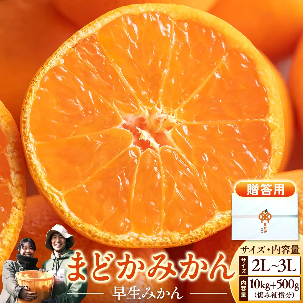 ［先行予約］［贈答用］秋採れみかん（早生みかん）2L〜3Lサイズ混合 10kg＋500g（傷み補償分）［2026年11月上旬より発送］