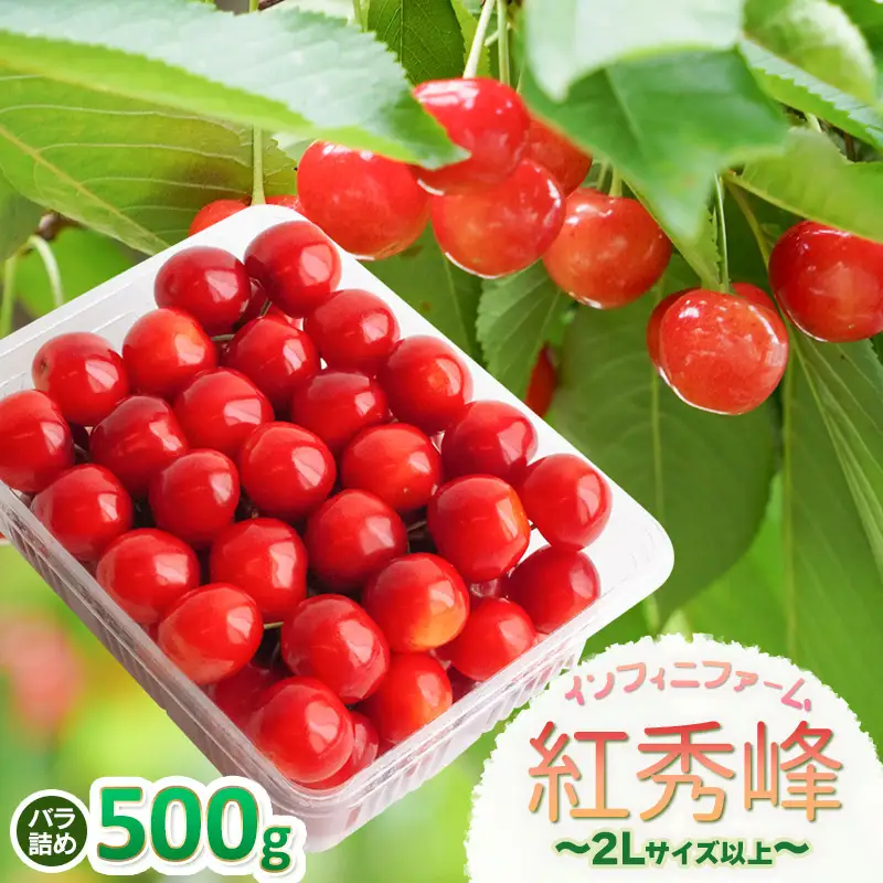 【令和9年産】さくらんぼ 紅秀峰 バラ詰め 500g(2Lサイズ～) 山形県鶴岡産 インフィニファーム K-948