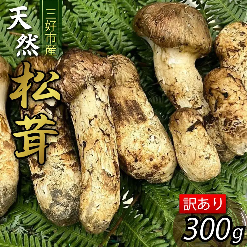 訳あり 松茸 300g 天然 マツタケ きのこ 【 まつたけ 】