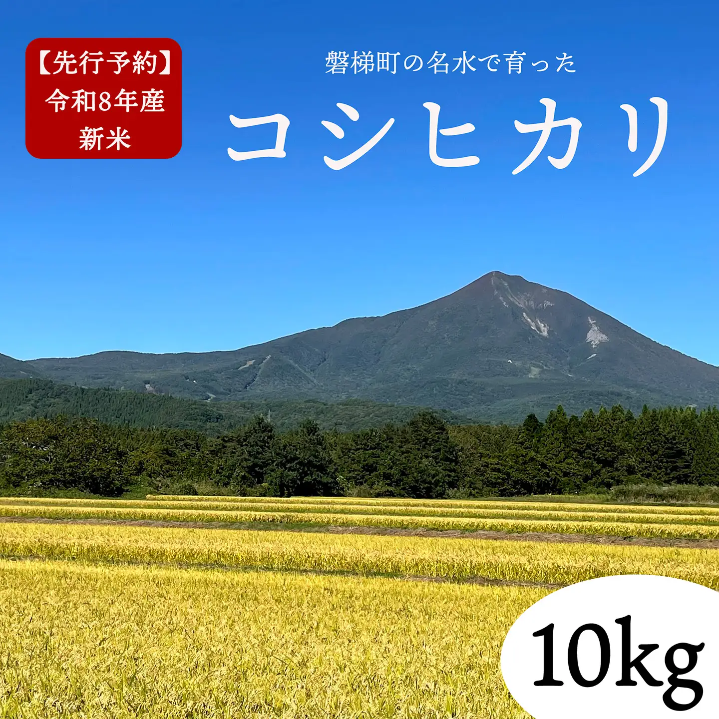 【先行予約】【令和8年産・新米】コシヒカリ10kg　磐梯町の名水で育ったコシヒカリ　11月中旬発送　会津産　磐梯町産　福島県産　精米