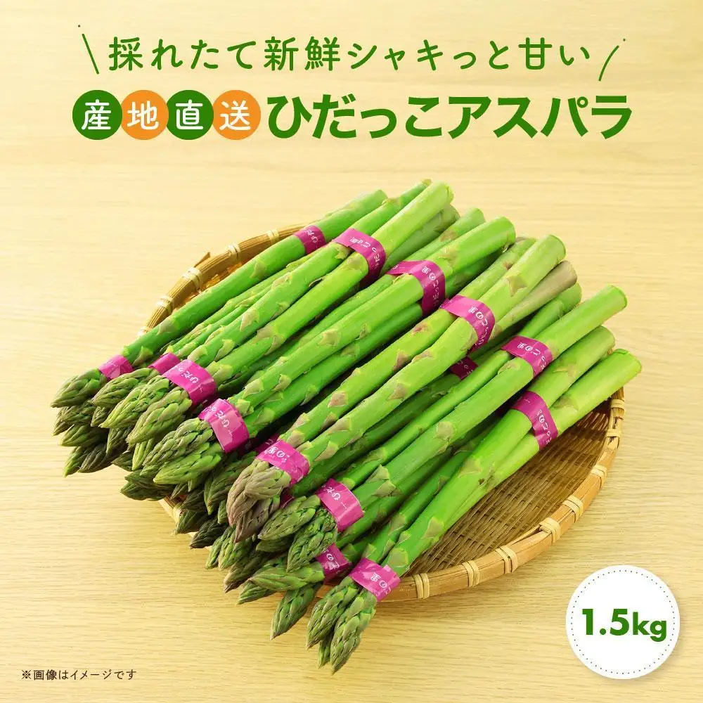 【2026年発送】ひだっこアスパラガス1.5kg |  産地直送 春 夏野菜 アスパラガス CM004VC01