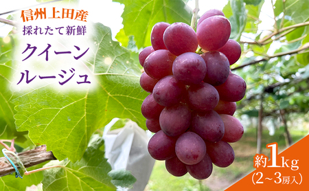 ぶどう クイーンルージュ(R) 信州上田産 金剛地ぶどう 約1kg 2～3房 ぶどう 葡萄 ブドウ クイーンルージュ 1kg 果物 くだもの フルーツ デザート 旬の果物 旬のフルーツ 長野県 長野