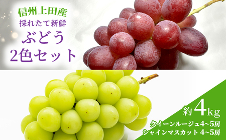 ぶどう クイーンルージュ(R)×シャインマスカット 信州上田産 金剛寺ぶどう 約4kg 8?10房 2色セット 詰め合わせ 葡萄 ブドウ 4kg 果物 くだもの フルーツ デザート 旬の果物 旬のフルーツ 長野県 長野