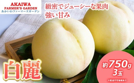 桃 2026年 先行予約 白桃 白麗 約750g 3玉 もも 岡山県 赤磐市産 フルーツ 果物 あかいわファーマーズガーデン 果物類