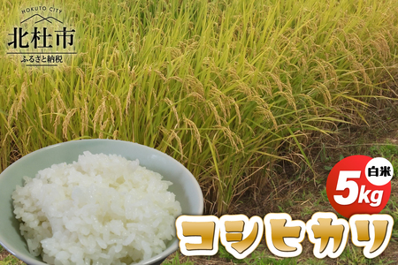 コシヒカリ白米5kg   こめ 精米 1袋 ブランド米 モミで保存 香り 甘い 粘り 山梨県 北杜市  [h331]