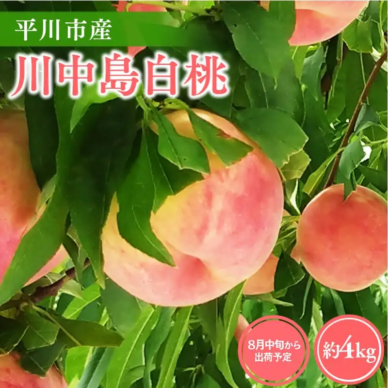 川中島白桃 約４㎏(12-16玉) [hi-0064-002]