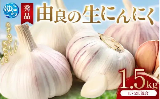 にんにく 秀品　由良の生にんにく 1.5kg / ニンニク 生ニンニク ガーリック ※2027年4月下旬より順次発送【ksnw005】 