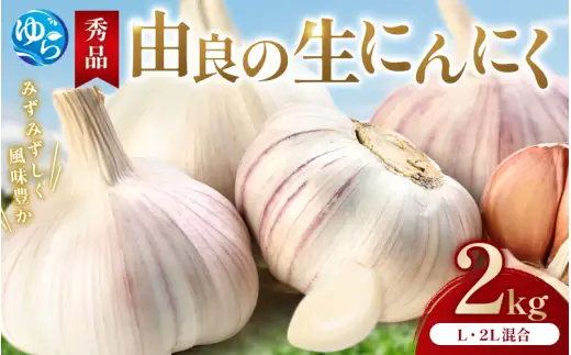 にんにく 秀品　由良の生にんにく 2kg / ニンニク 生ニンニク ガーリック ※2027年4月下旬より順次発送【ksnw006】 