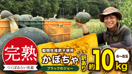 【 訳アリ 】完熟かぼちゃ ブラックのジョー 約10kg（6～8玉）