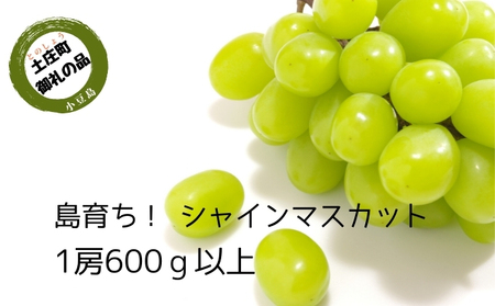 【 小豆島 】島育ち！ハウスシャインマスカット　1房化粧箱入り 600g以上 果物類 ぶどう ブドウ フルーツ 果物 