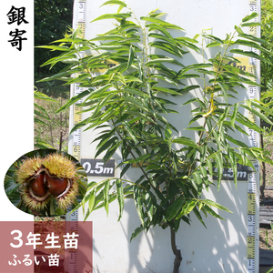 ＜すだ農園＞3年生苗 クリ(栗 中生種) 銀寄(ぎんよせ)[ふるい苗 2023年]苗木 接ぎ木 実がなる 庭木 大苗 果樹 ※北海道・沖縄・離島への配送不可 ※2025年11月中旬～2026年3月下旬頃に順次発送予定