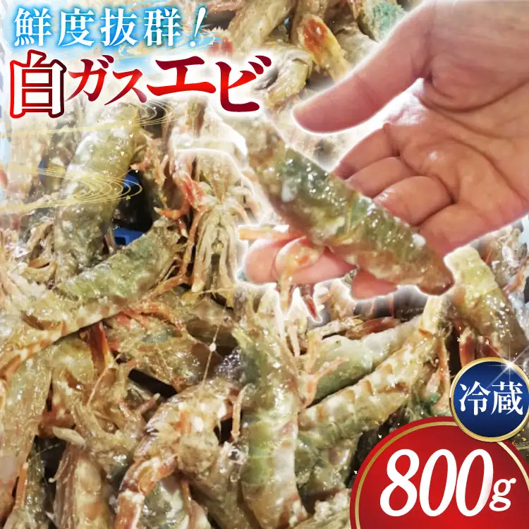 【期間限定発送】 極上激甘！白ガスエビ 冷蔵 800g