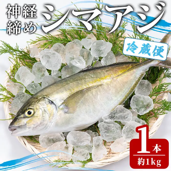鮮魚 シマアジ (1本・約1kg) 鯵 アジ あじ しまあじ 獲れたて 神経締め 塩焼き 刺身 魚介 海鮮 【opba011】【海べ】