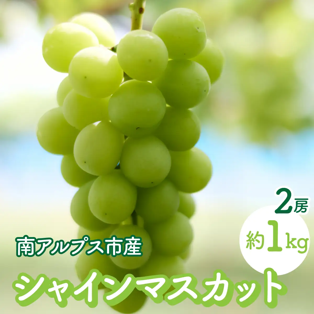 ＜2026年発送先行予約＞南アルプス市のシャインマスカット2房 約1kg ALPFK001