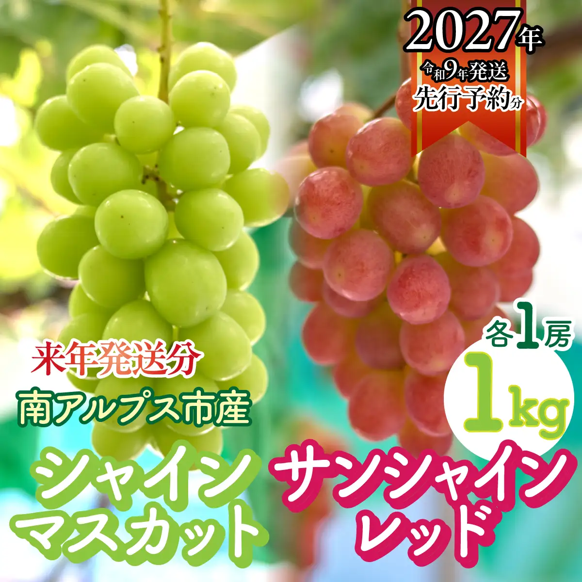 ＜2027年発送先行予約＞シャインマスカットとサンシャインレッド　各1房 1kg ALPFK002