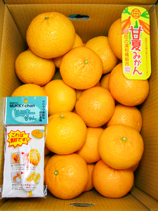 B361-15 甘夏　優2L　約１０kg