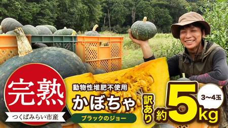 【 訳アリ 】完熟かぼちゃ ブラックのジョー 約5kg（3～4玉）