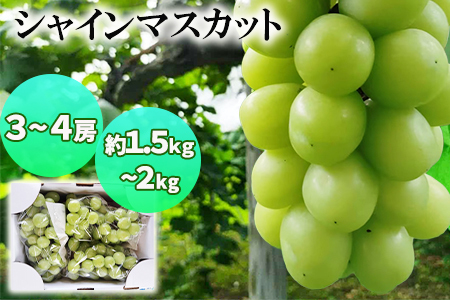 シャインマスカット 3～4房（1.5kg~2kg程度） かんたぶどう【2288】