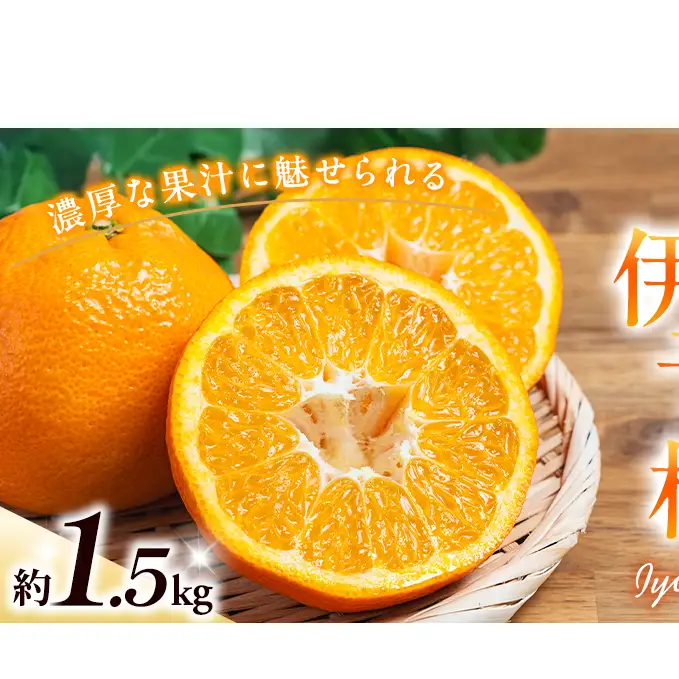 いよかん約1.5kg　ご家庭用訳あり伊予柑 東温市産 サイズお任せ 今が旬 農園直送 みかん 人気 数量限定 先行予約 柑橘 蜜柑 ミカン 愛媛みかん かんきつ 国産 愛媛県