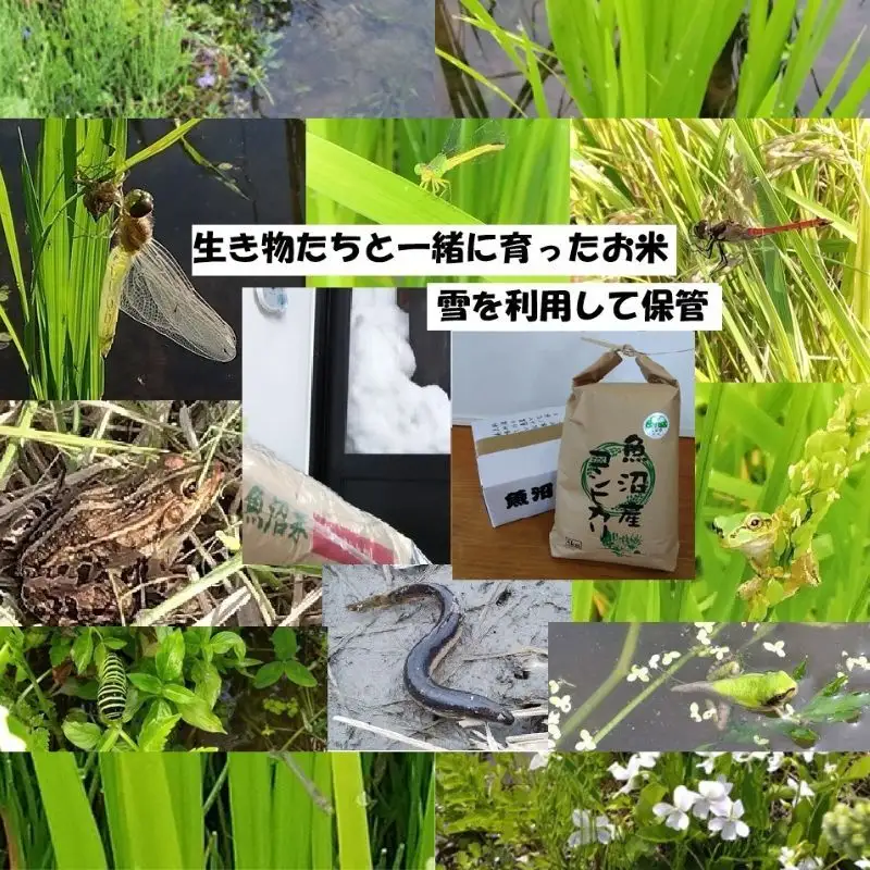【魚沼ブランド】令和7年産 精米5kg【農薬化学肥料栽培期間中不使用・生態系保全・再生可能エネルギー・エコファーマー・生産工程管理】魚沼産コシヒカリ