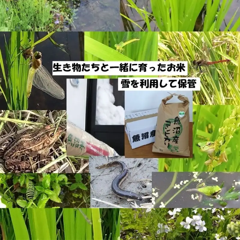 【魚沼ブランド】精米10kg 3ヶ月連続お届け【農薬化学肥料栽培期間中不使月・生態系保全・再生可能エネルギー・エコファーマー・生産工程管理】魚沼産コシヒカリ