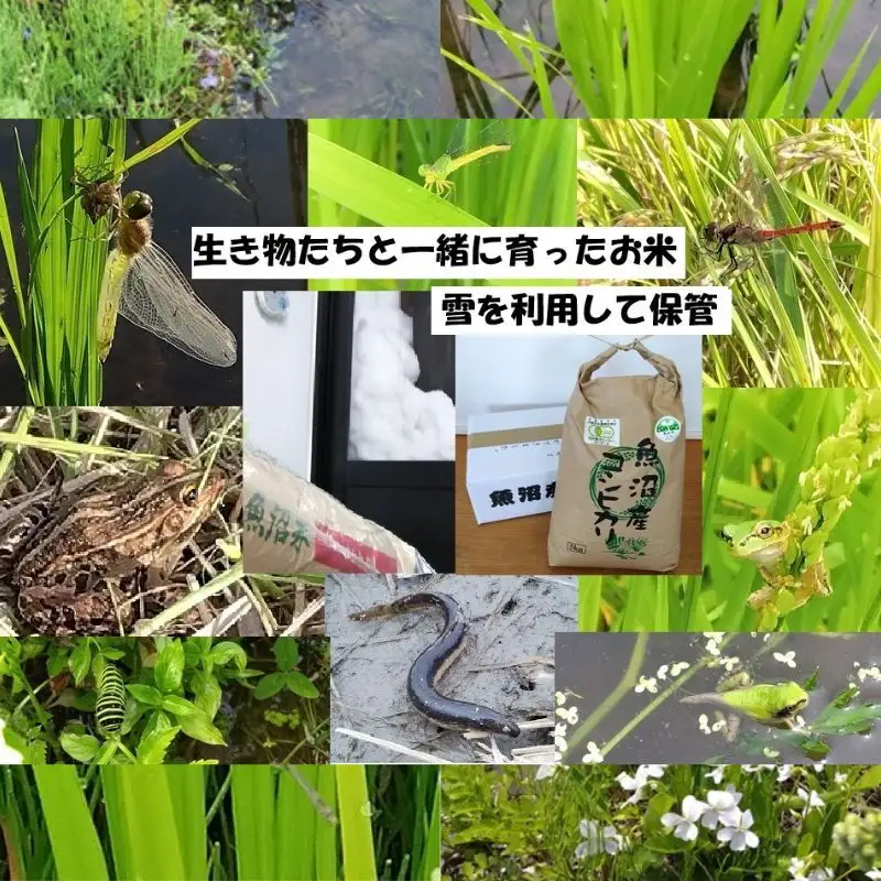 【魚沼ブランド】玄米5kg 3ヶ月連続お届け【有機栽培・生態系保全・再生可能エネルギー・エコファーマー・生産工程管理】魚沼産コシヒカリ