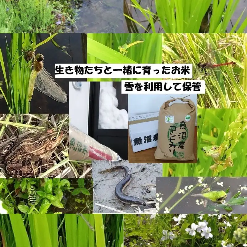 【魚沼ブランド】玄米10kg 6ヶ月連続お届け【有機栽培・生態系保全・再生可能エネルギー・エコファーマー・生産工程管理】魚沼産コシヒカリ
