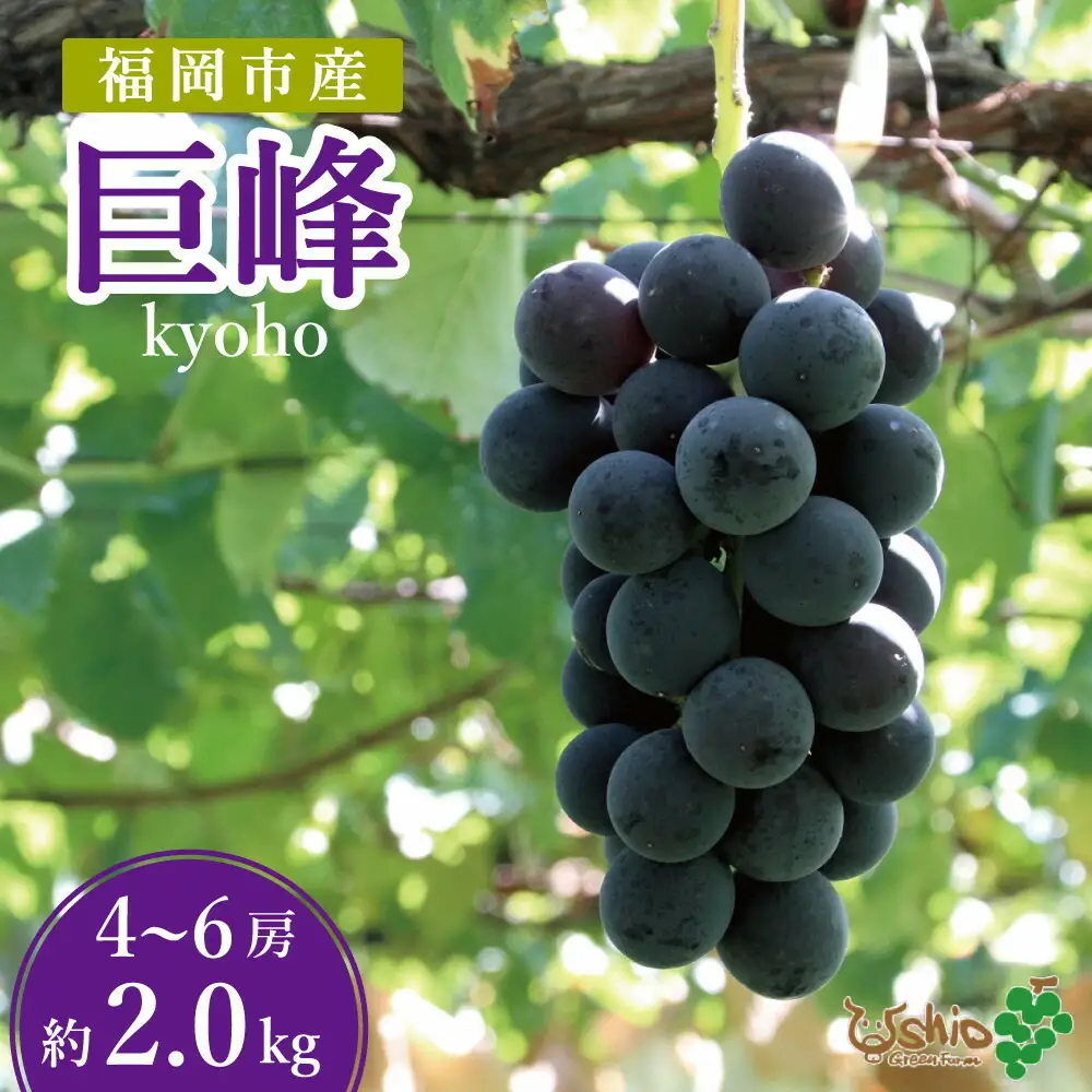 【2026年7月20日以降順次発送】福岡市産巨峰2000g 5房前後【北海道・沖縄・離島発送不可】