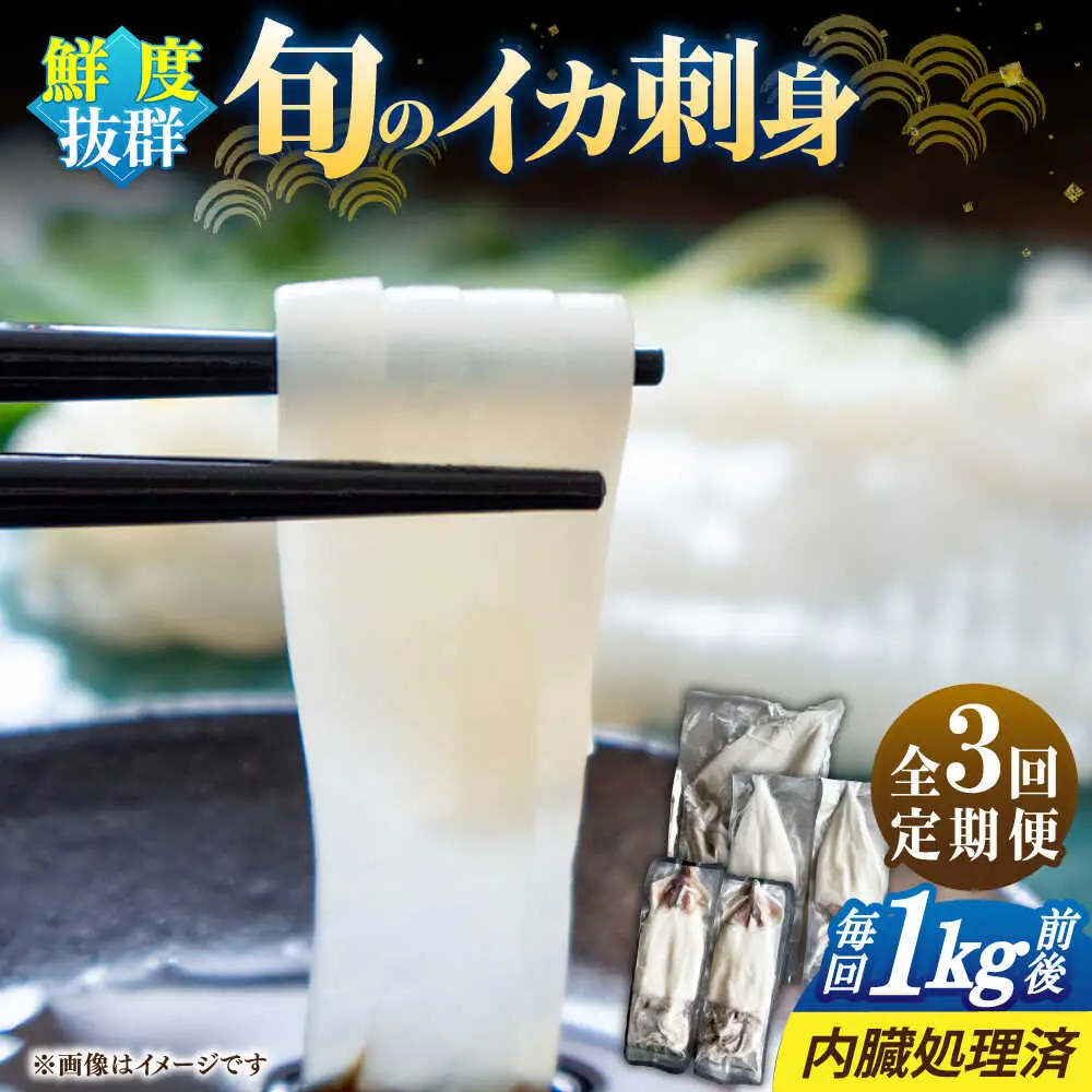 【全3回定期便】旬のイカ刺身1kg前後《壱岐市》【馬渡水産】イカ いか 烏賊 剣先 アオリ あおり スルメ するめ 刺身 刺し身 お刺身 海鮮 魚貝 冷凍配送 産地直送[JAQ031]