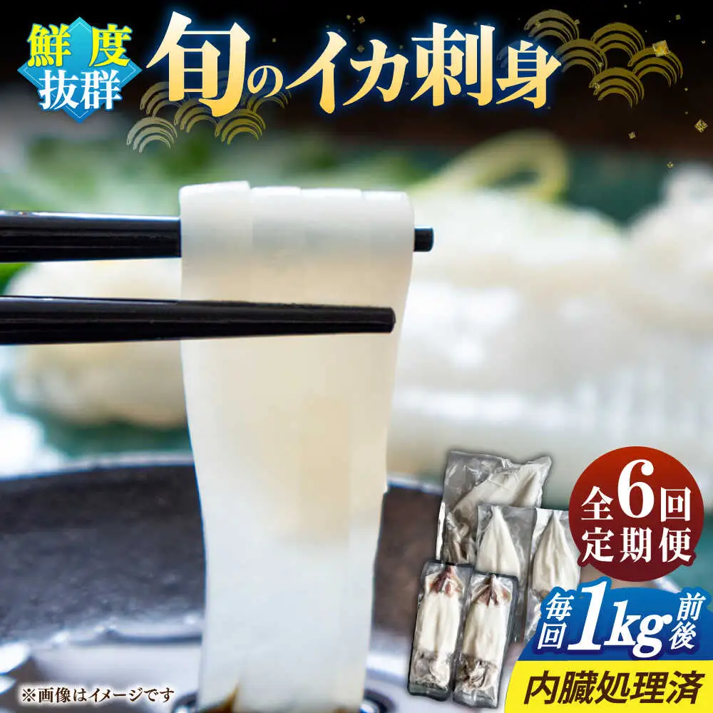 【全6回定期便】旬のイカ刺身1kg前後《壱岐市》【馬渡水産】イカ いか 烏賊 剣先 アオリ あおり スルメ するめ 刺身 刺し身 お刺身 海鮮 魚貝 冷凍配送 産地直送[JAQ032]