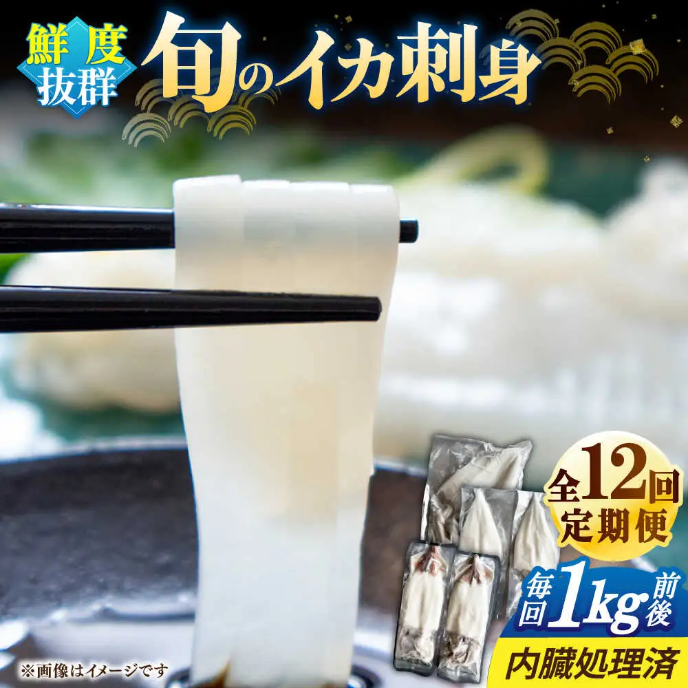 【全12回定期便】旬のイカ刺身1kg前後《壱岐市》【馬渡水産】イカ いか 烏賊 剣先 アオリ あおり スルメ するめ 刺身 刺し身 お刺身 海鮮 魚貝 冷凍配送 産地直送[JAQ033]